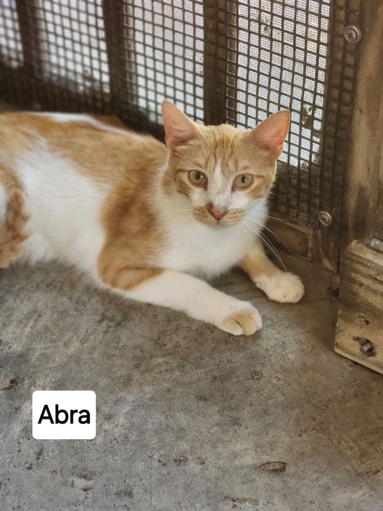 Abra, an adoptable Siamese in Fulton, TX, 78358 | Photo Image 1