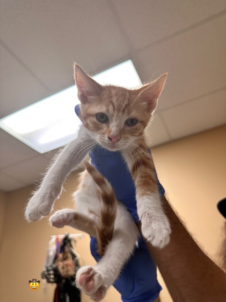 Abra, an adoptable Siamese in Fulton, TX, 78358 | Photo Image 2