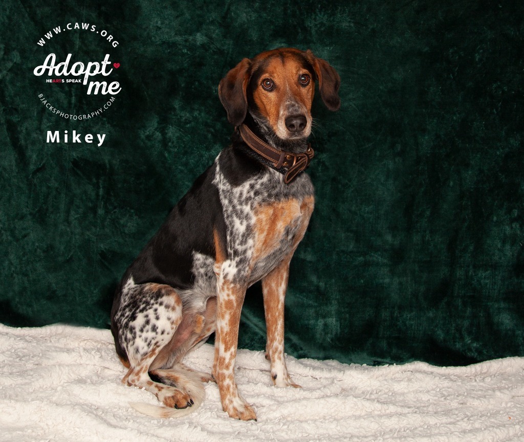 Mikey, an adoptable Cattle Dog, Hound in Salt Lake City, UT, 84117 | Photo Image 1