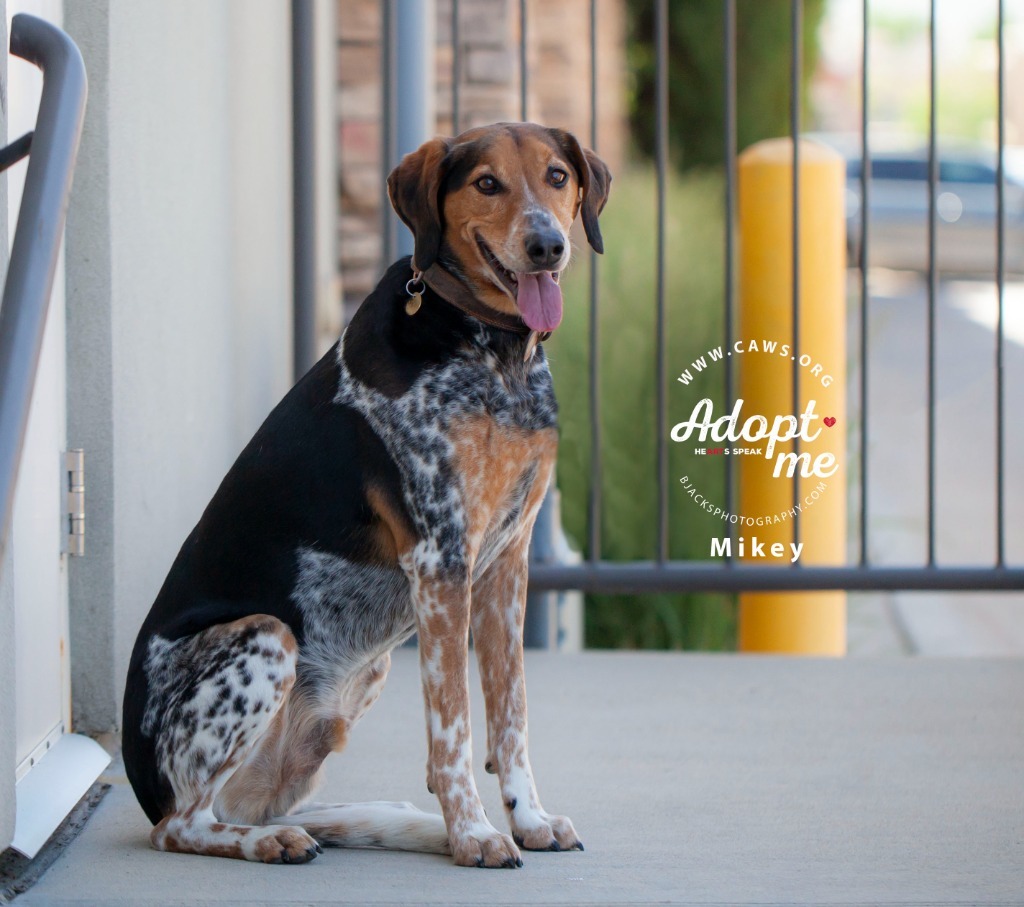 Mikey, an adoptable Cattle Dog, Hound in Salt Lake City, UT, 84117 | Photo Image 1