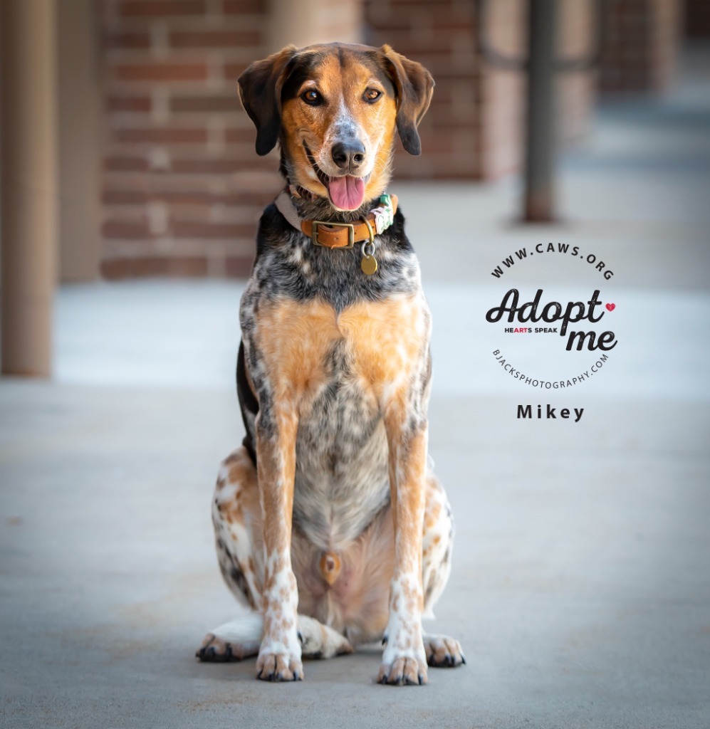 Mikey, an adoptable Cattle Dog, Hound in Salt Lake City, UT, 84117 | Photo Image 1