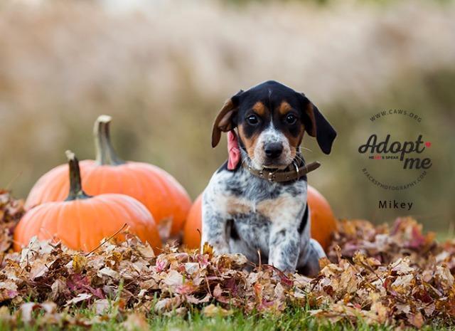 Mikey, an adoptable Cattle Dog, Hound in Salt Lake City, UT, 84117 | Photo Image 2