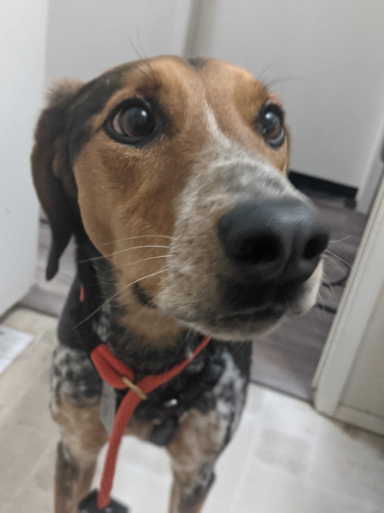 Mikey, an adoptable Cattle Dog, Hound in Salt Lake City, UT, 84117 | Photo Image 3