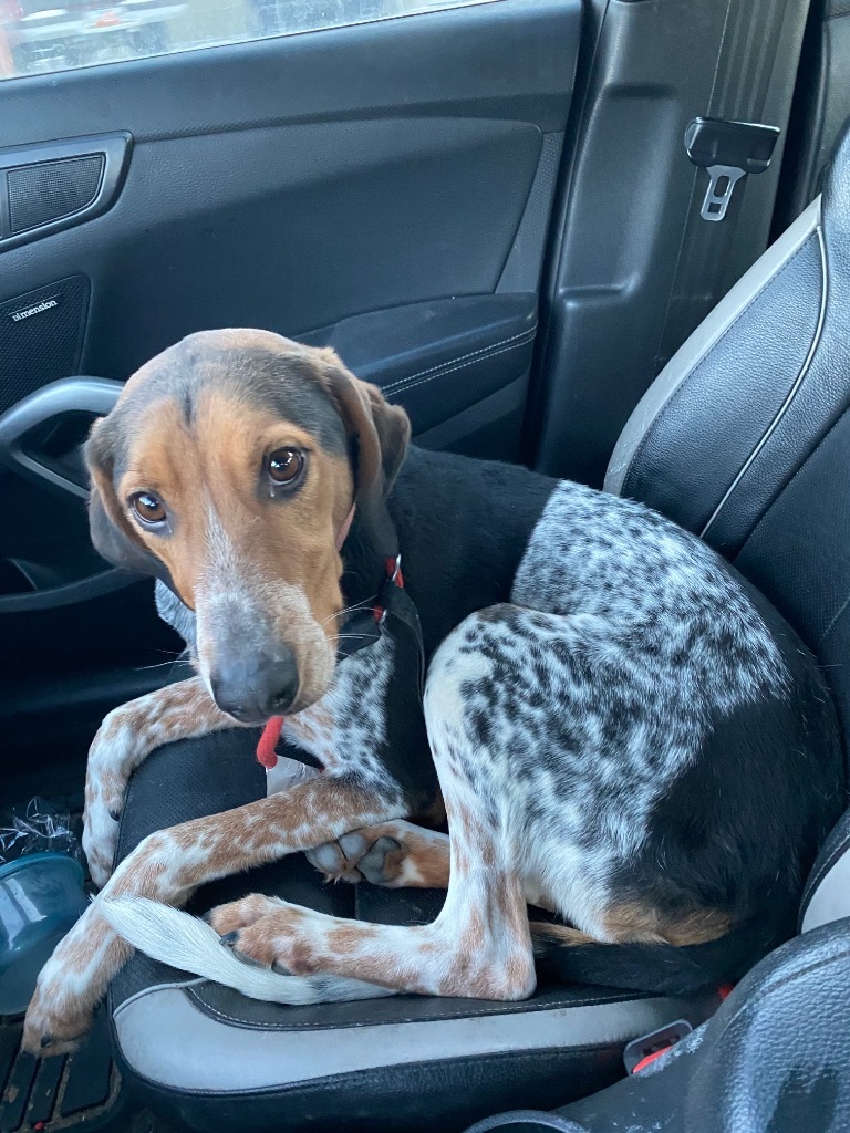 Mikey, an adoptable Cattle Dog, Hound in Salt Lake City, UT, 84117 | Photo Image 4