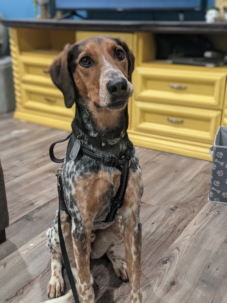 Mikey, an adoptable Cattle Dog, Hound in Salt Lake City, UT, 84117 | Photo Image 5