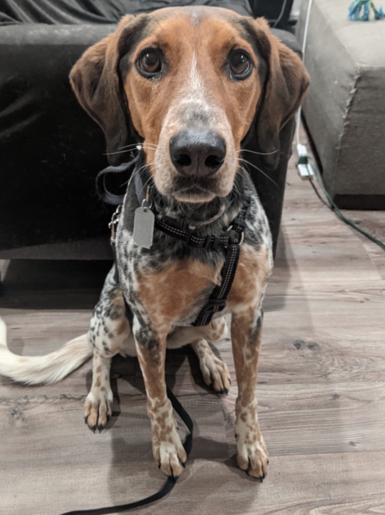 Mikey, an adoptable Cattle Dog, Hound in Salt Lake City, UT, 84117 | Photo Image 6