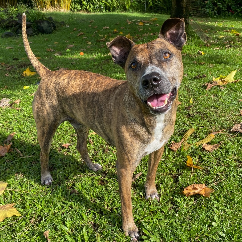 Jack, an adoptable Mixed Breed in Keaau, HI, 96749 | Photo Image 1