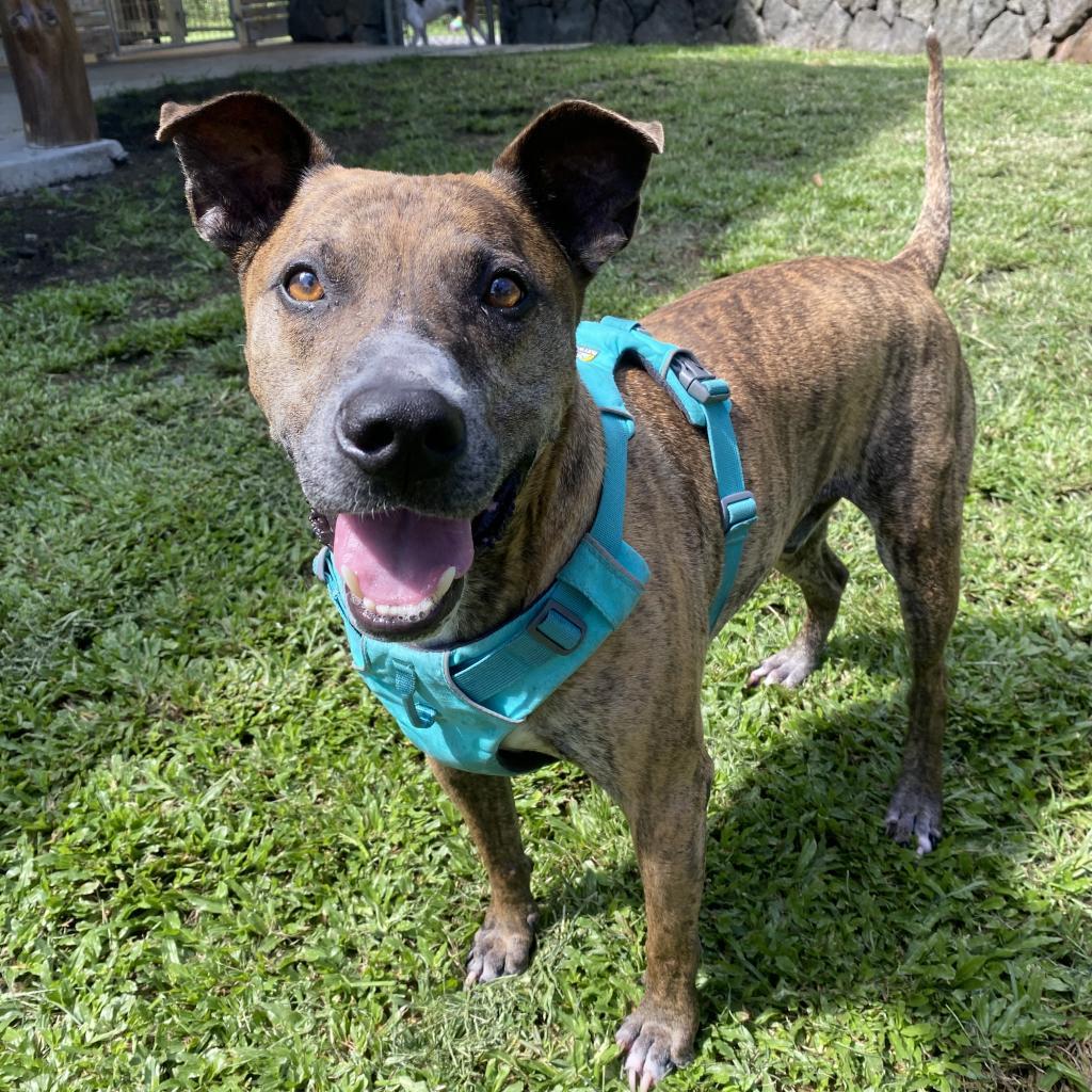 Jack, an adoptable Mixed Breed in Keaau, HI, 96749 | Photo Image 2