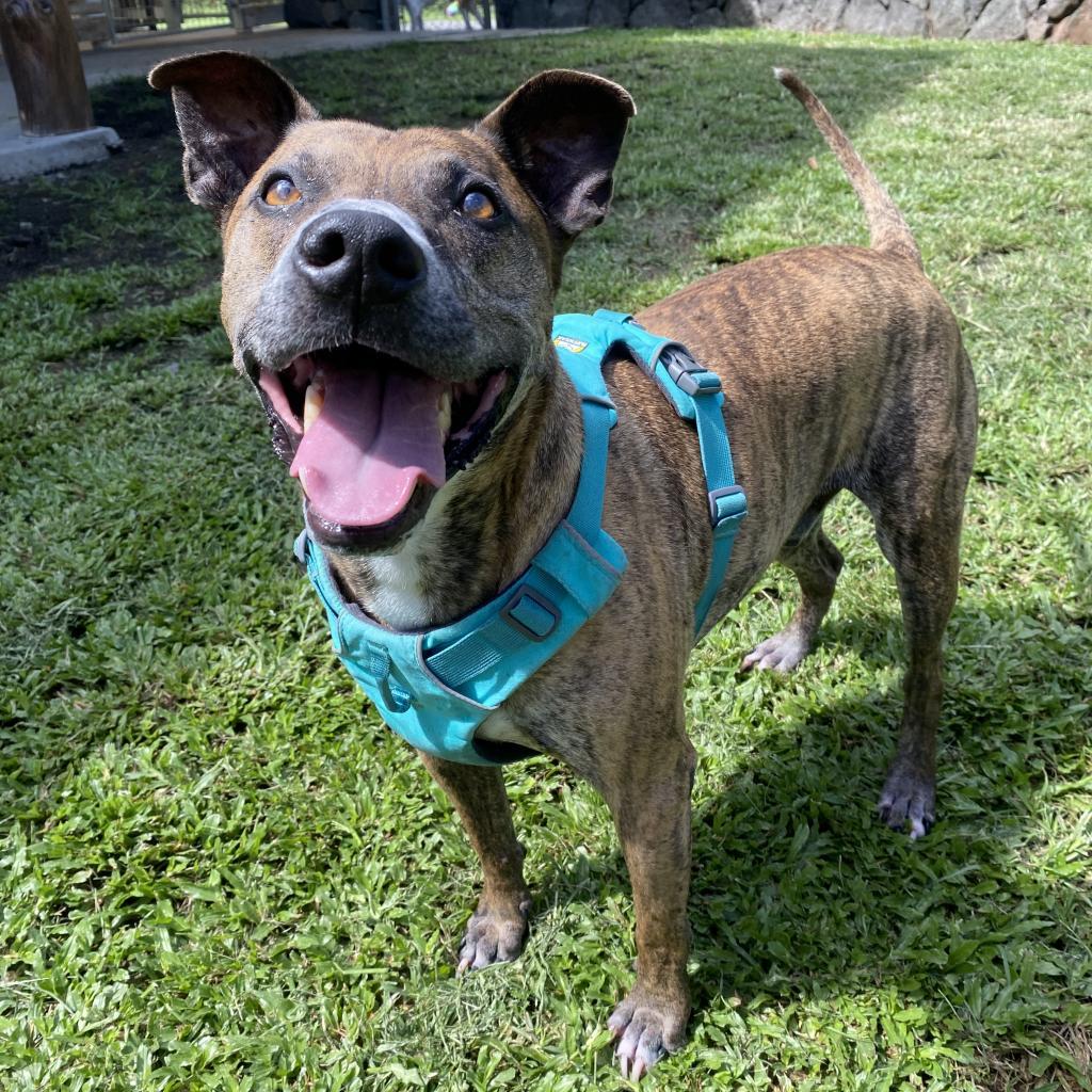 Jack, an adoptable Mixed Breed in Keaau, HI, 96749 | Photo Image 3