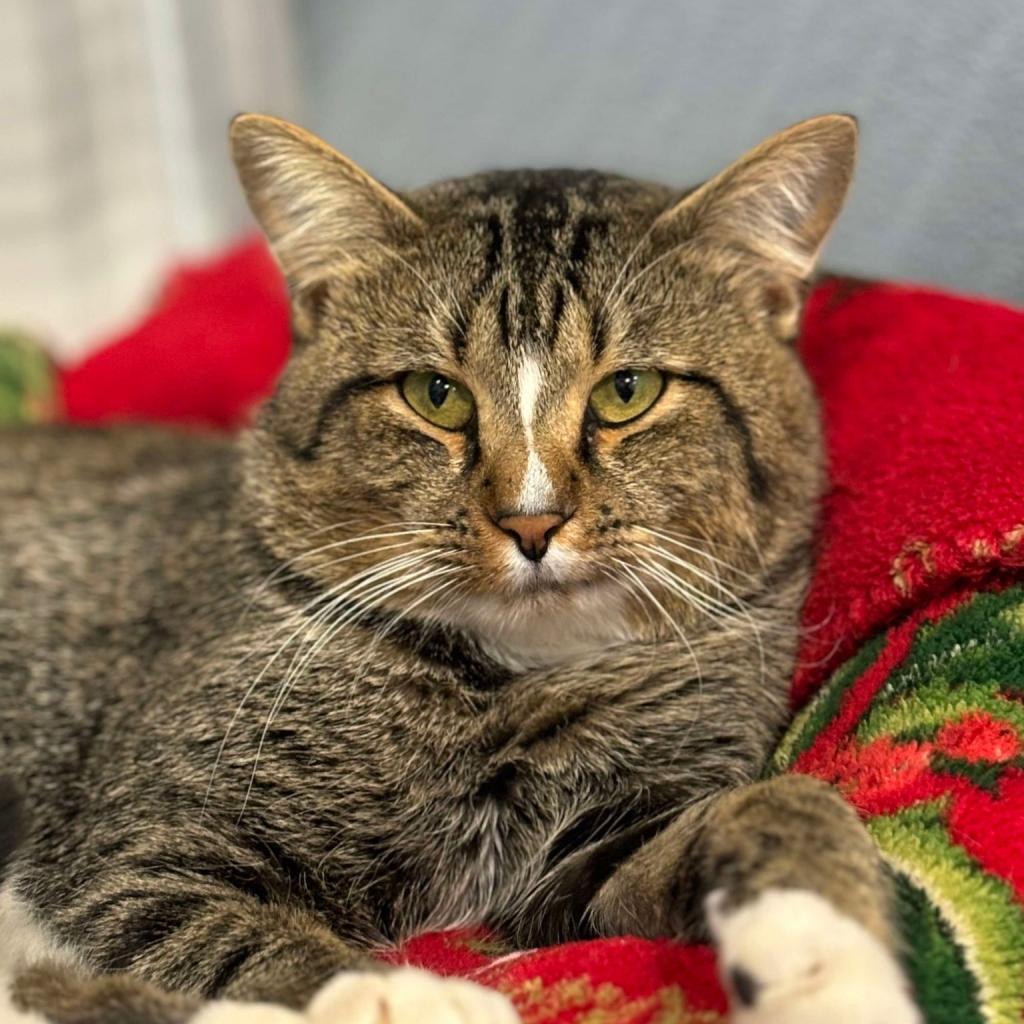 Chicken, an adoptable Domestic Short Hair in Sheridan, WY, 82801 | Photo Image 2