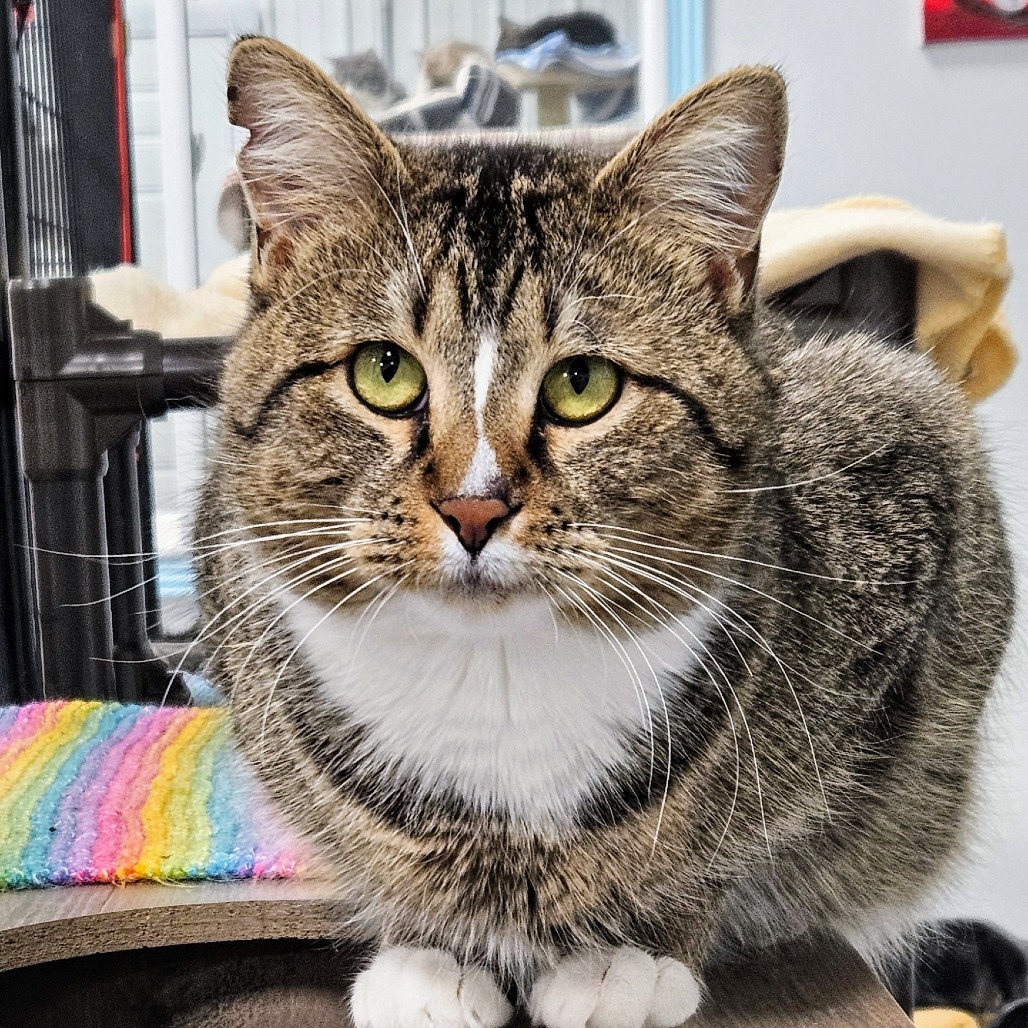 Chicken, an adoptable Domestic Short Hair in Sheridan, WY, 82801 | Photo Image 3