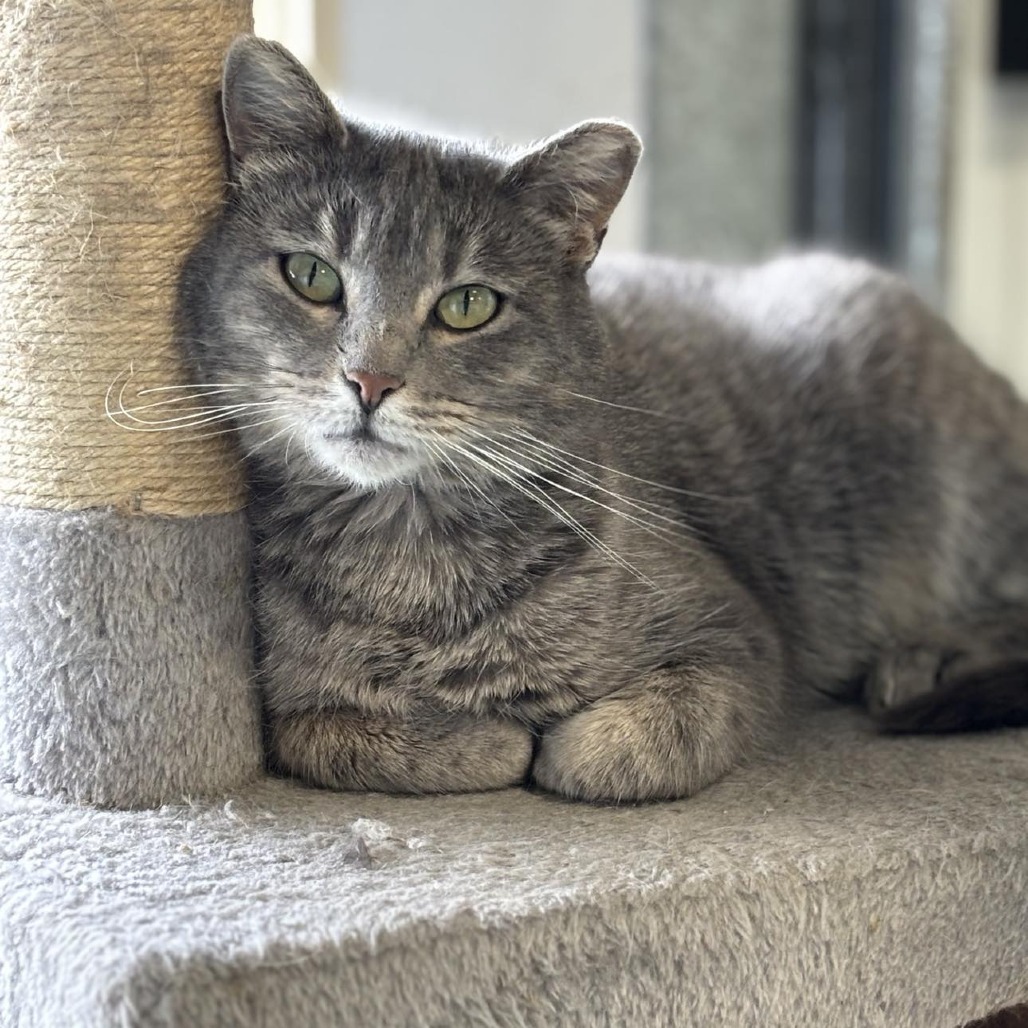 Grits, an adoptable Domestic Short Hair in Sheridan, WY, 82801 | Photo Image 1