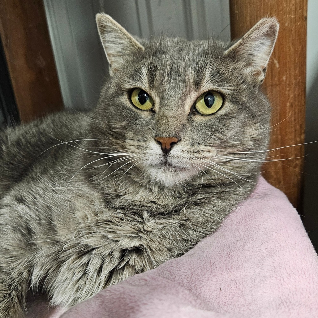 Grits, an adoptable Domestic Short Hair in Sheridan, WY, 82801 | Photo Image 2