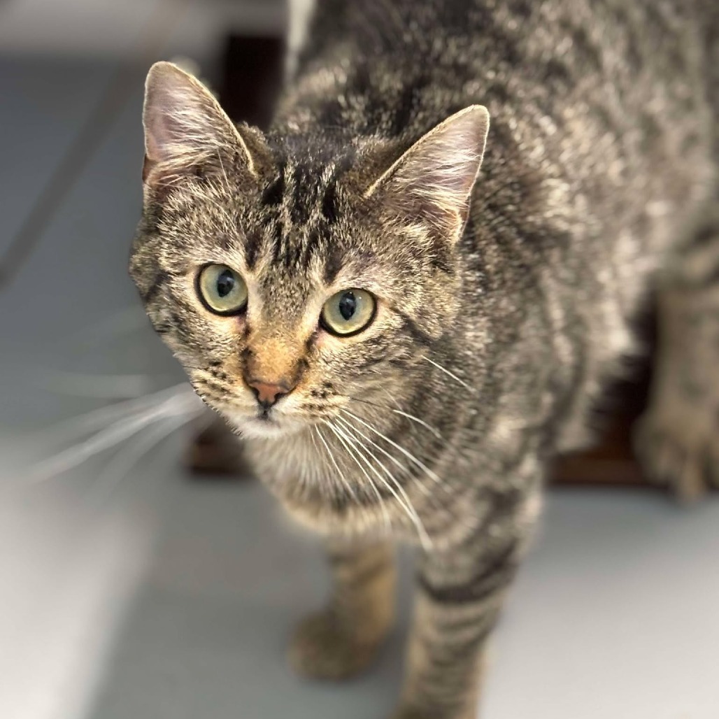 Biscuit, an adoptable Domestic Short Hair in Sheridan, WY, 82801 | Photo Image 1