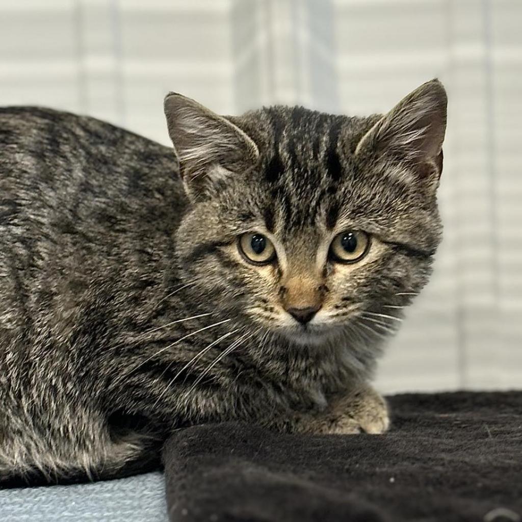 Biscuit, an adoptable Domestic Short Hair in Sheridan, WY, 82801 | Photo Image 2
