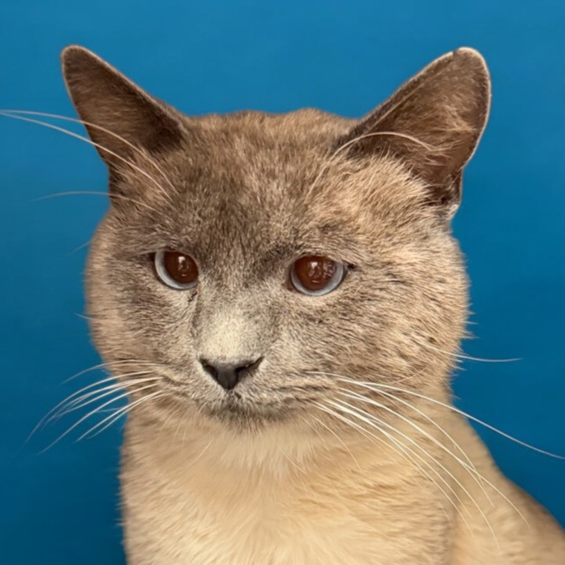 Egg Foo, an adoptable Snowshoe in Hemet, CA, 92543 | Photo Image 1