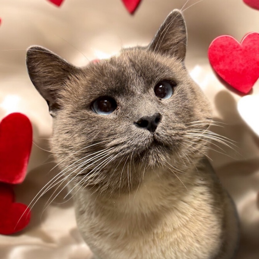 Egg Foo, an adoptable Snowshoe in Hemet, CA, 92543 | Photo Image 2