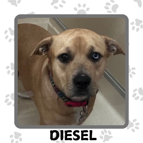 Diesel, an adoptable Pit Bull Terrier, Labrador Retriever in Elbow Lake, MN, 56531 | Photo Image 1