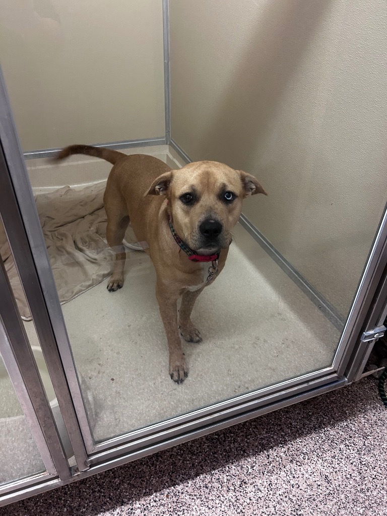 Diesel, an adoptable Pit Bull Terrier, Labrador Retriever in Elbow Lake, MN, 56531 | Photo Image 2