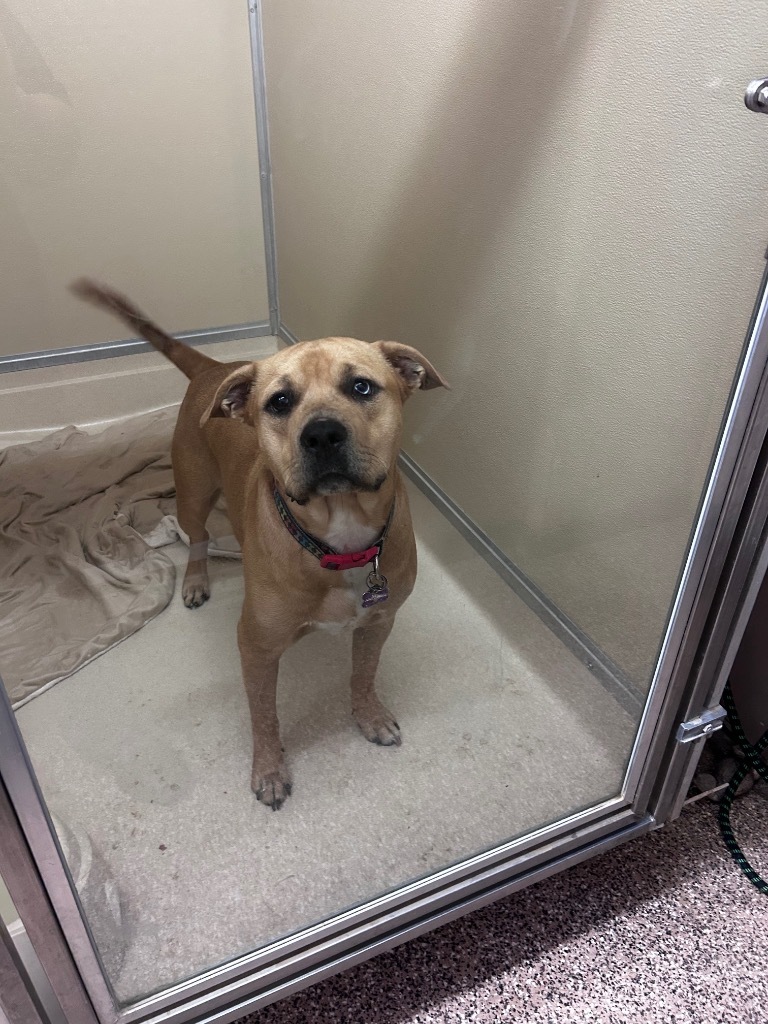 Diesel, an adoptable Pit Bull Terrier, Labrador Retriever in Elbow Lake, MN, 56531 | Photo Image 3