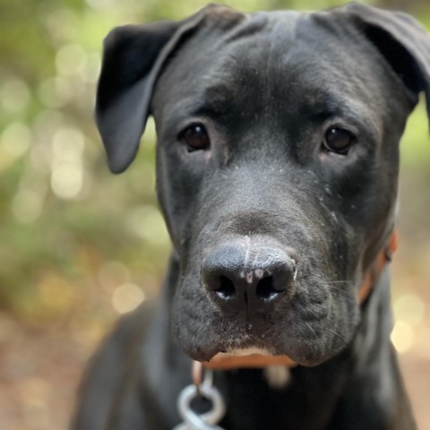 Theo, an adoptable Pit Bull Terrier, Mixed Breed in Mount Shasta, CA, 96067 | Photo Image 1