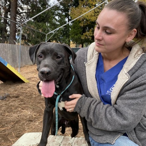 Theo, an adoptable Pit Bull Terrier, Mixed Breed in Mount Shasta, CA, 96067 | Photo Image 2