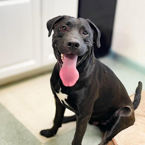 Theo, an adoptable Pit Bull Terrier, Mixed Breed in Mount Shasta, CA, 96067 | Photo Image 3