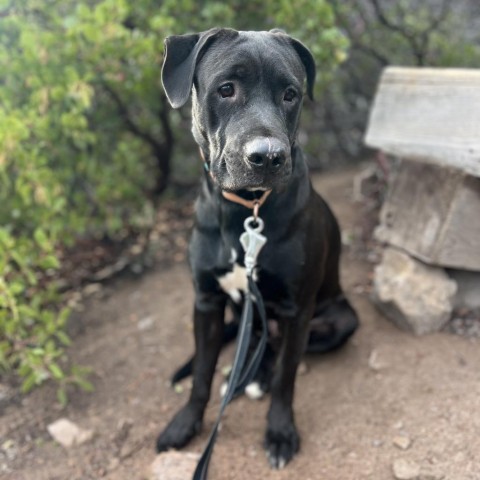 Theo, an adoptable Pit Bull Terrier, Mixed Breed in Mount Shasta, CA, 96067 | Photo Image 4