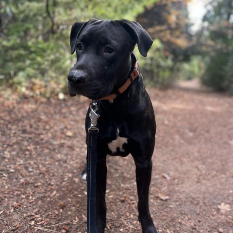 Theo, an adoptable Pit Bull Terrier, Mixed Breed in Mount Shasta, CA, 96067 | Photo Image 6