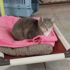 Lokris, Senior Female unknown
