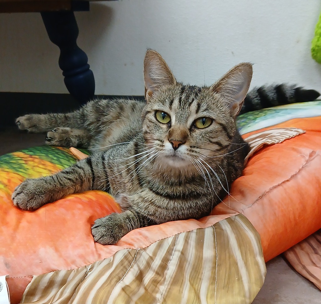 Felicity, an adoptable Domestic Short Hair in Sunrise Beach, MO, 65079 | Photo Image 1