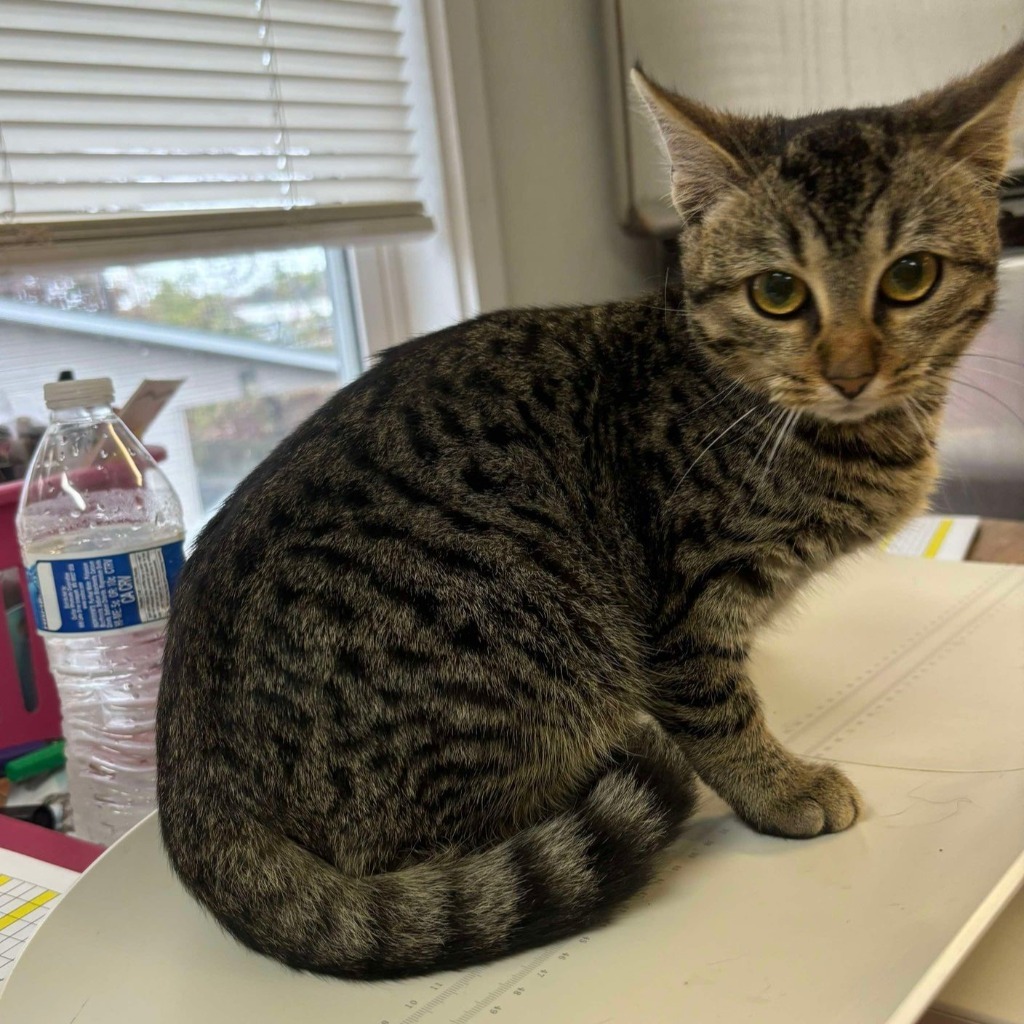 Felicity, an adoptable Domestic Short Hair in Sunrise Beach, MO, 65079 | Photo Image 2