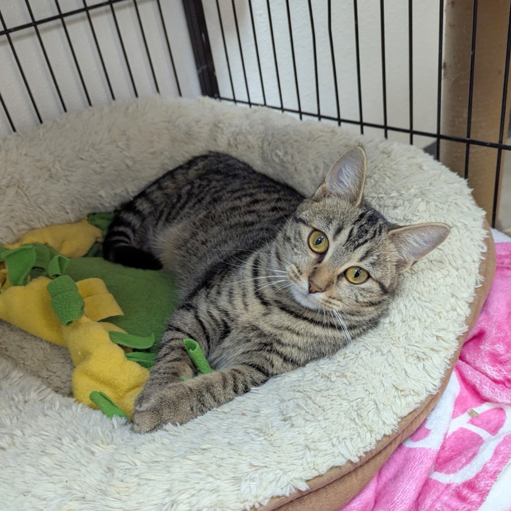 Felicity, an adoptable Domestic Short Hair in Sunrise Beach, MO, 65079 | Photo Image 3