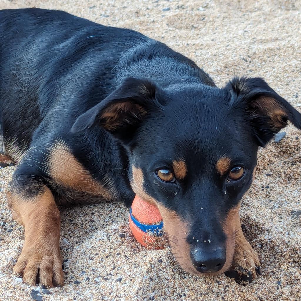 Mini, an adoptable Mixed Breed, Terrier in Kilauea, HI, 96754 | Photo Image 1