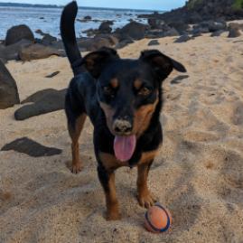 Mini, an adoptable Mixed Breed, Terrier in Kilauea, HI, 96754 | Photo Image 4