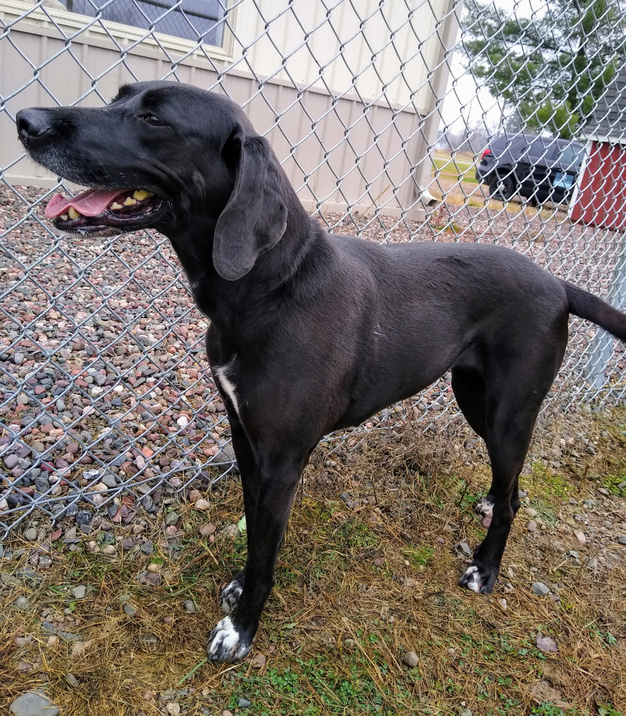 Dixie, an adoptable Black Labrador Retriever, Bluetick Coonhound in Ladysmith, WI, 54848 | Photo Image 1