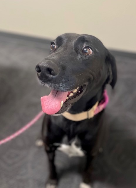 Dixie, an adoptable Black Labrador Retriever, Bluetick Coonhound in Ladysmith, WI, 54848 | Photo Image 2