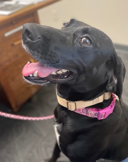 Dixie, an adoptable Black Labrador Retriever, Bluetick Coonhound in Ladysmith, WI, 54848 | Photo Image 3