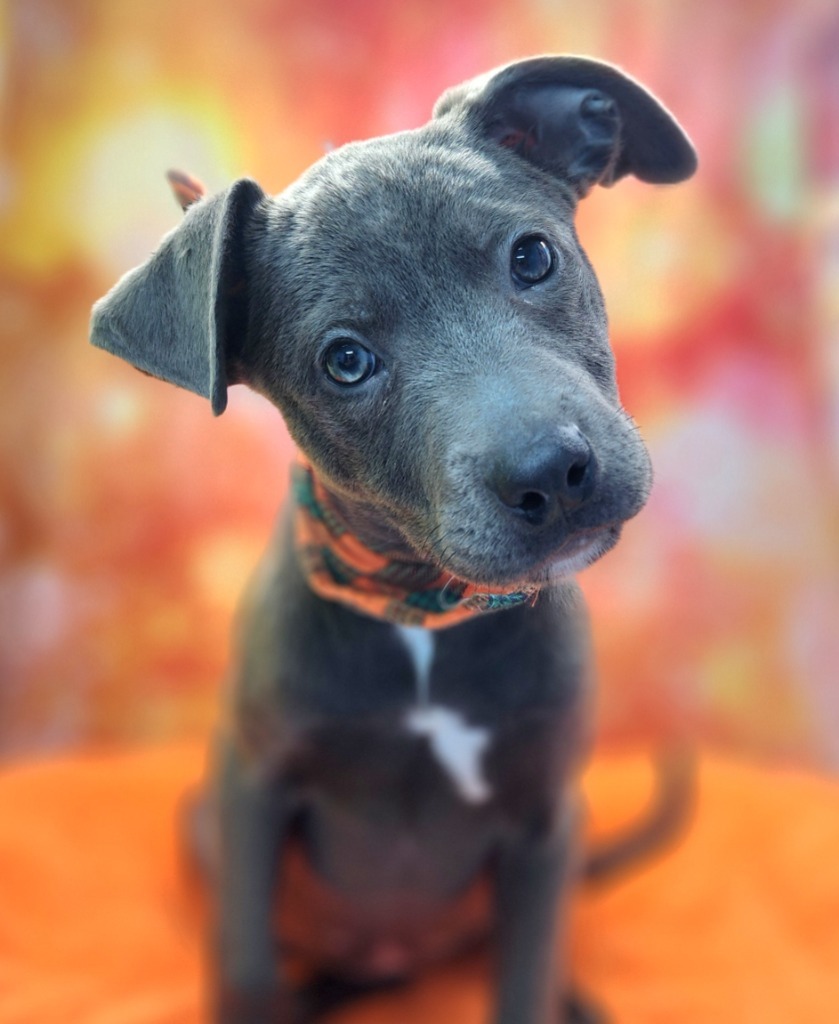 Darla