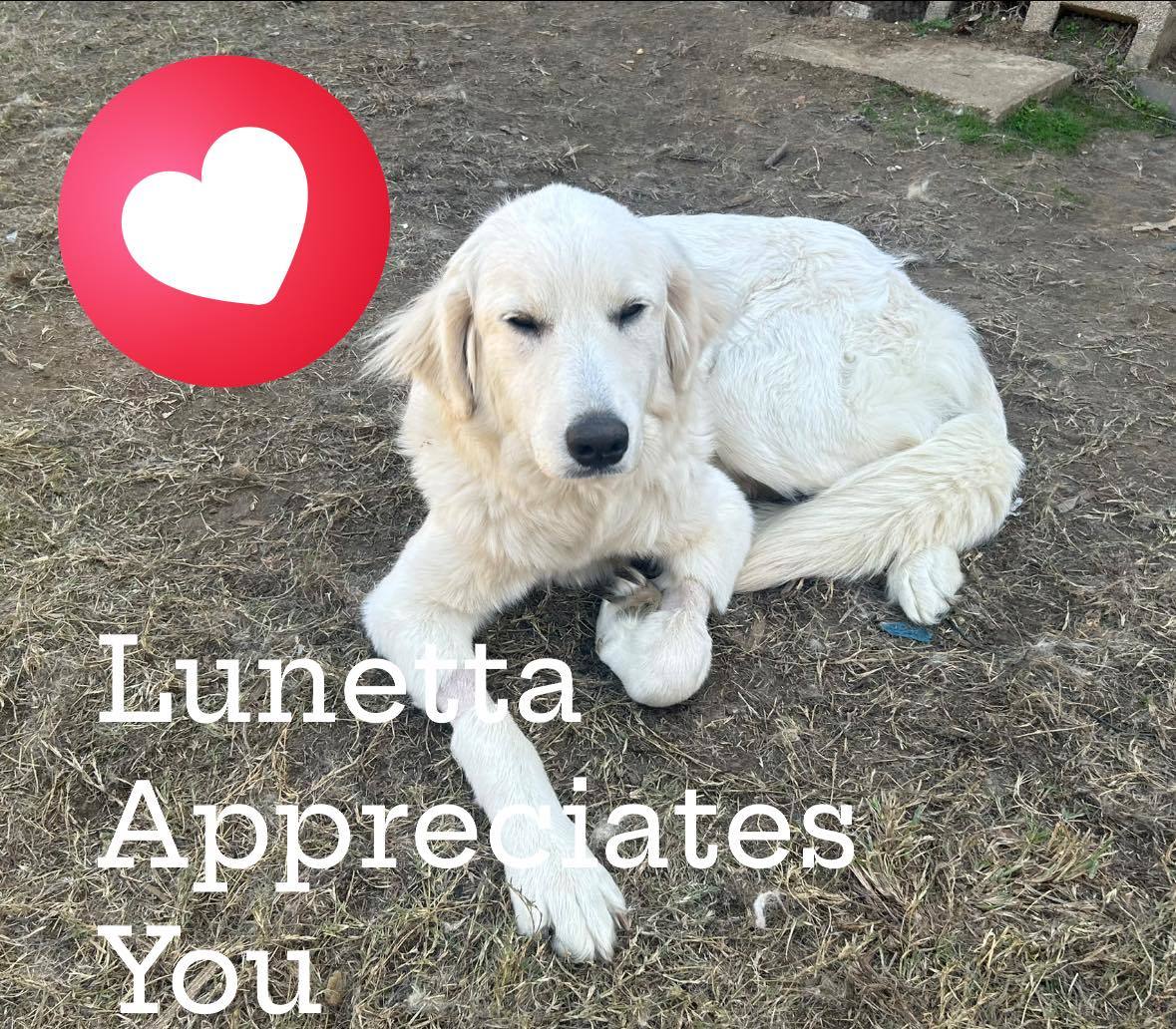 Lunetta DFW