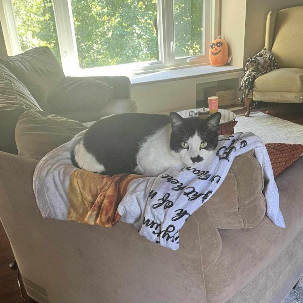 Fonzie, an adoptable Domestic Short Hair in Eden Prairie, MN, 55346 | Photo Image 1