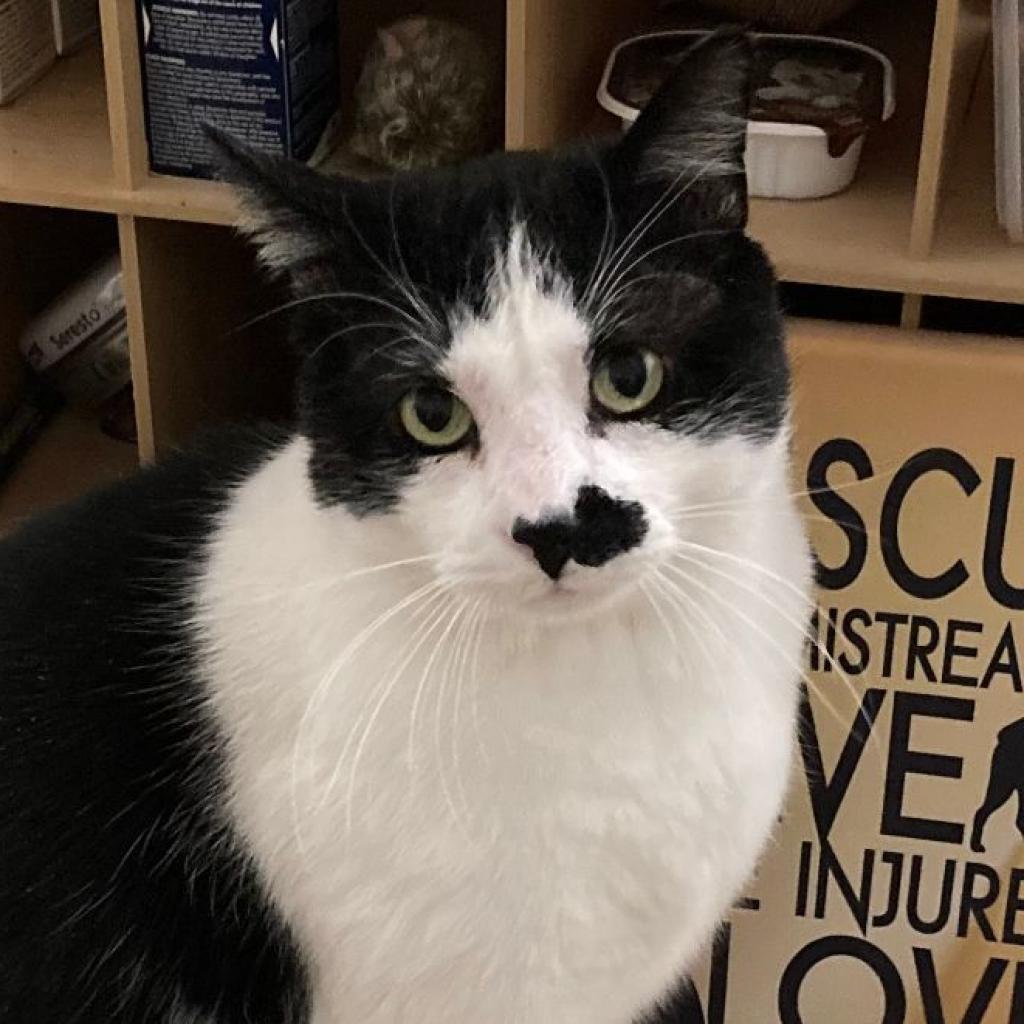 Fonzie, an adoptable Domestic Short Hair in Eden Prairie, MN, 55346 | Photo Image 5