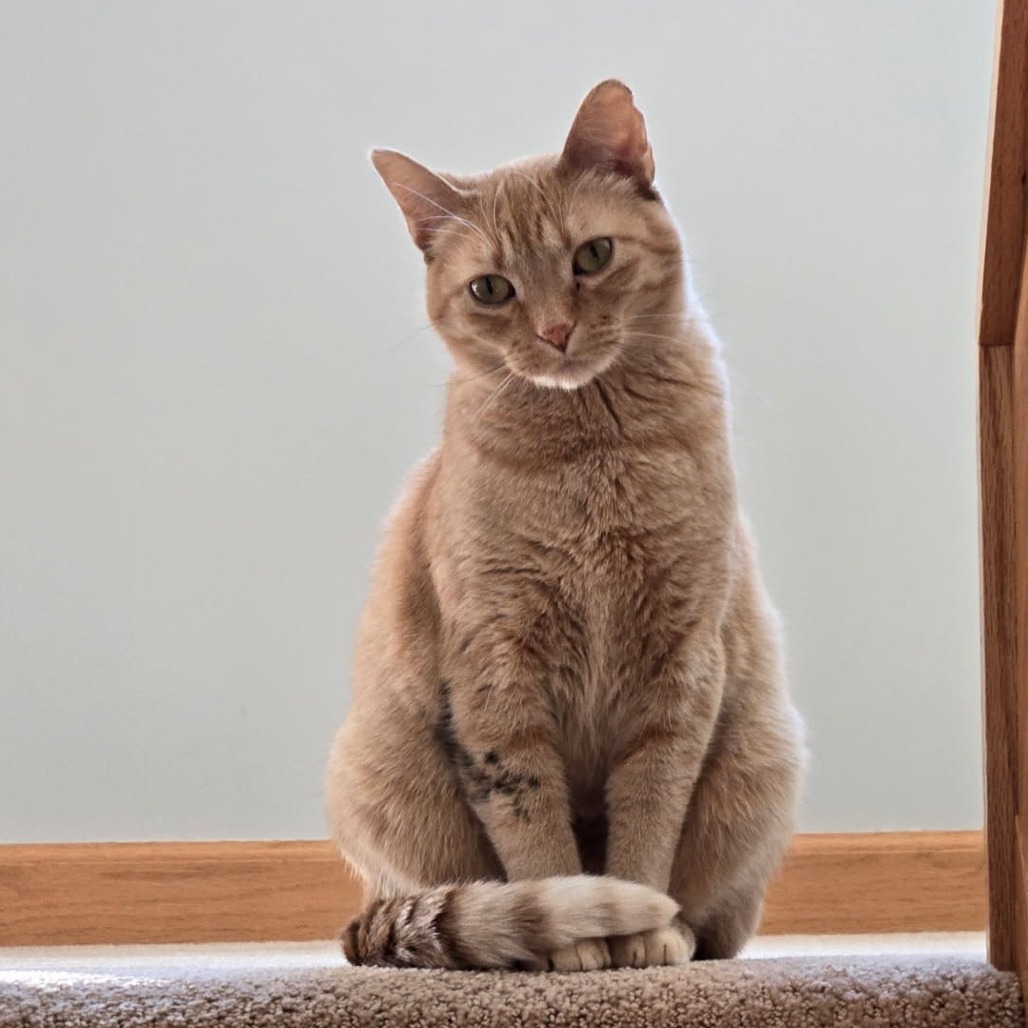 Maria Von Trapp, an adoptable Domestic Short Hair in Grand Rapids, MN, 55744 | Photo Image 1