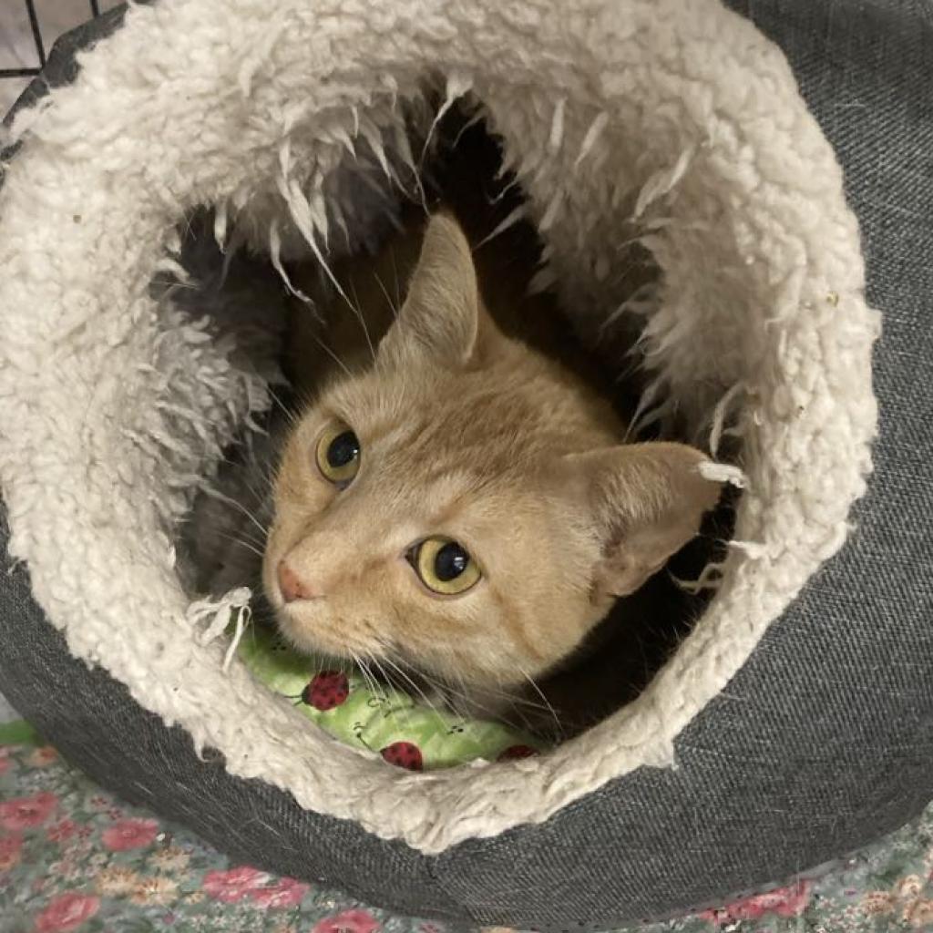 Maria Von Trapp, an adoptable Domestic Short Hair in Grand Rapids, MN, 55744 | Photo Image 2