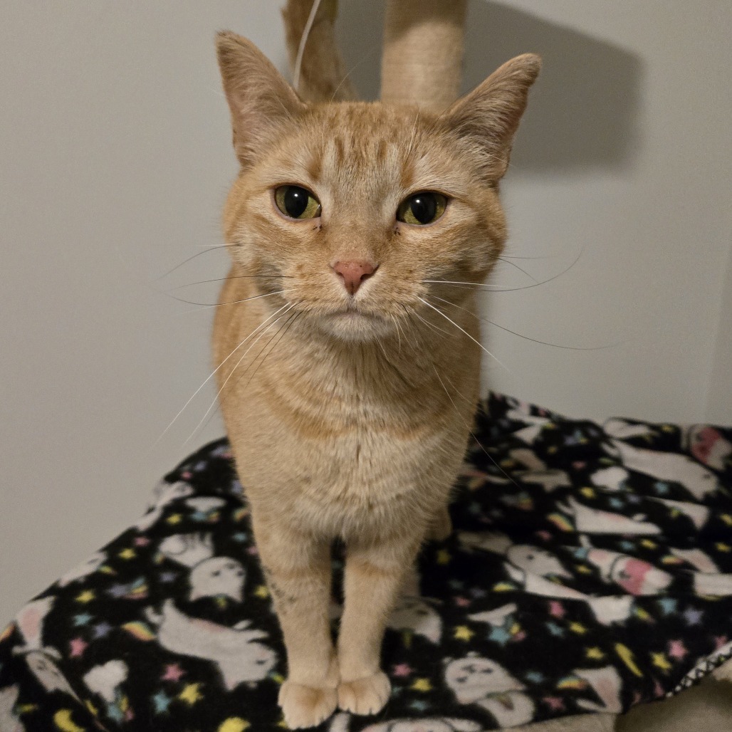Maria Von Trapp, an adoptable Domestic Short Hair in Grand Rapids, MN, 55744 | Photo Image 3