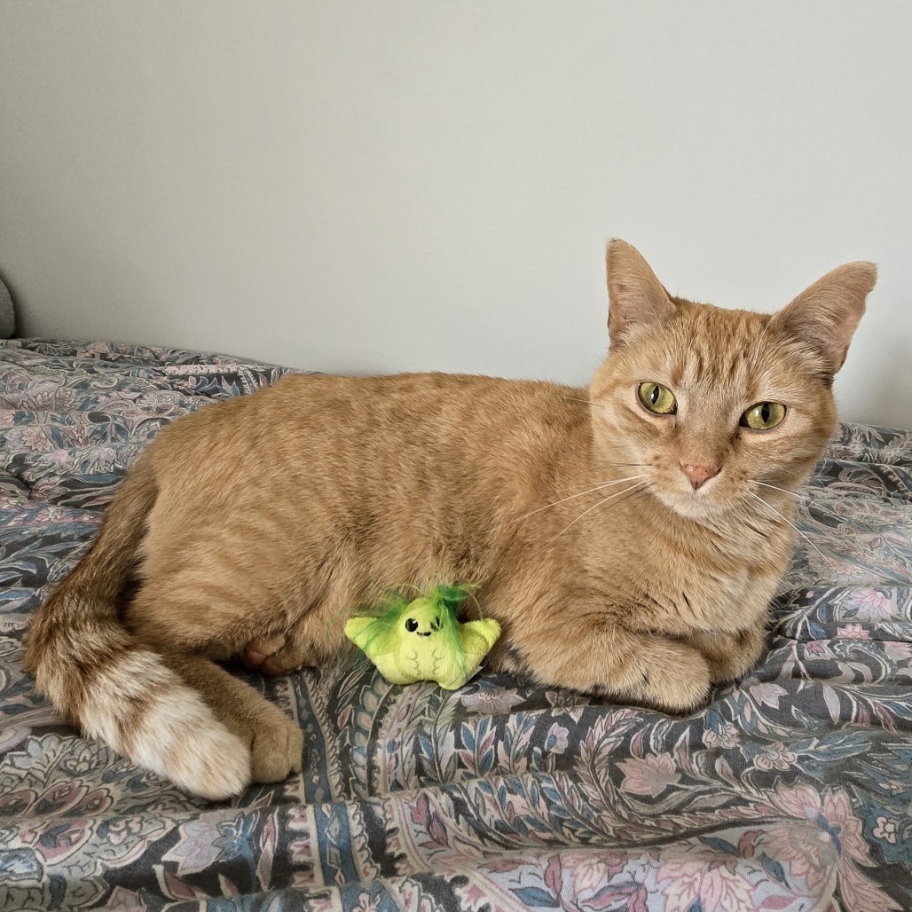 Maria Von Trapp, an adoptable Domestic Short Hair in Grand Rapids, MN, 55744 | Photo Image 4