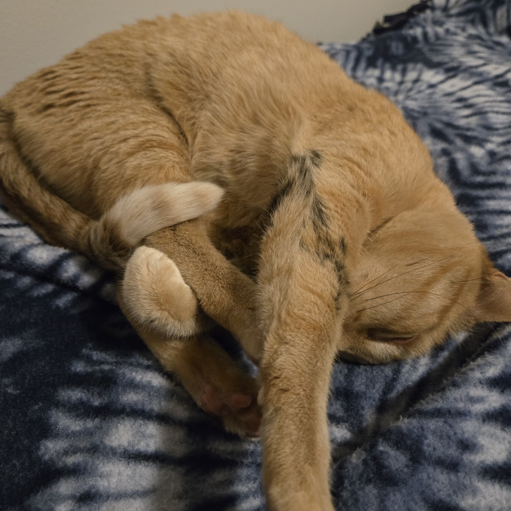 Maria Von Trapp, an adoptable Domestic Short Hair in Grand Rapids, MN, 55744 | Photo Image 5