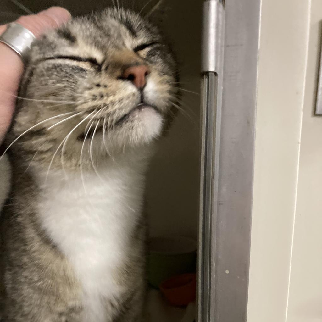 Momma Hooley, an adoptable Domestic Short Hair in Grand Rapids, MN, 55744 | Photo Image 3