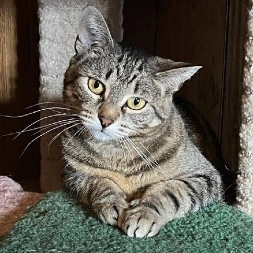 Wren, an adoptable Domestic Short Hair in Grand Rapids, MN, 55744 | Photo Image 1