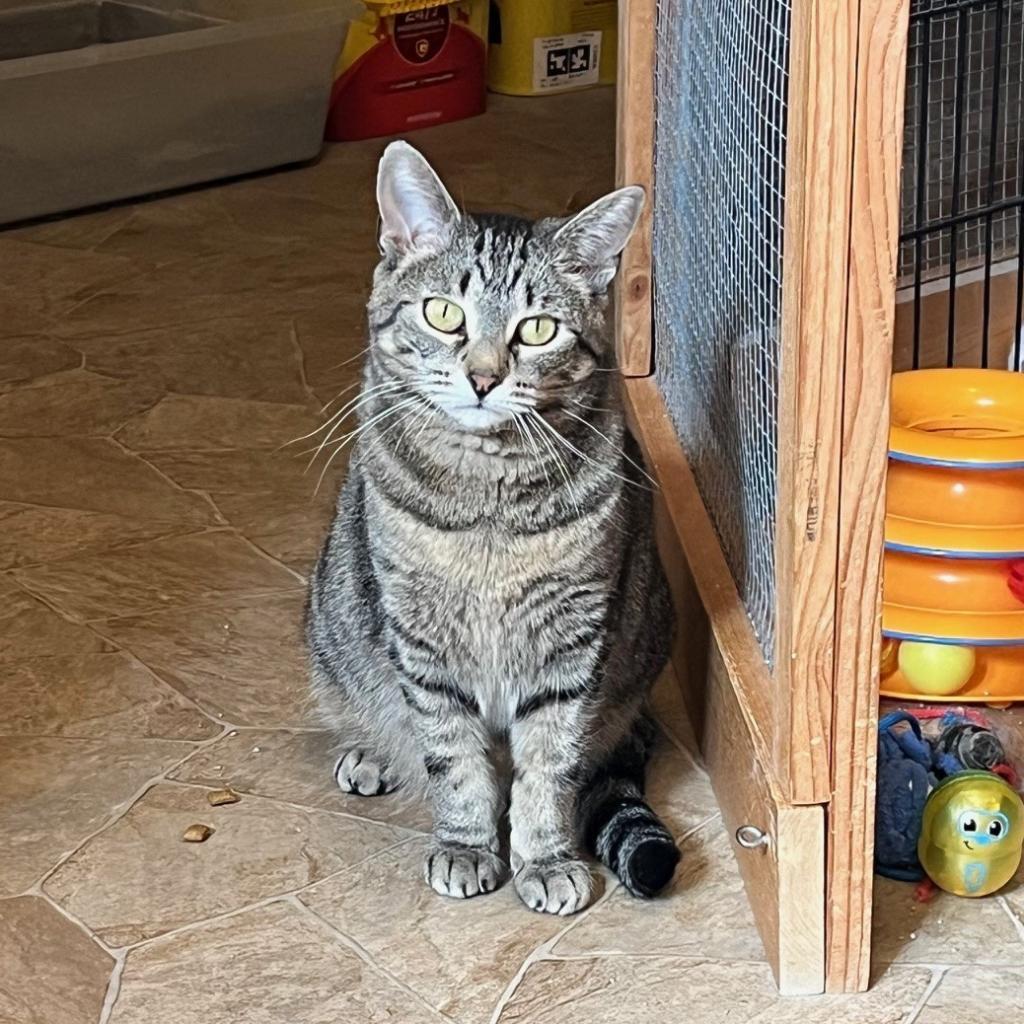 Wren, an adoptable Domestic Short Hair in Grand Rapids, MN, 55744 | Photo Image 2